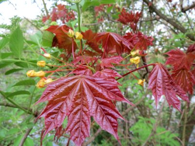 20140414Acer_platanoides_Schwedleri1