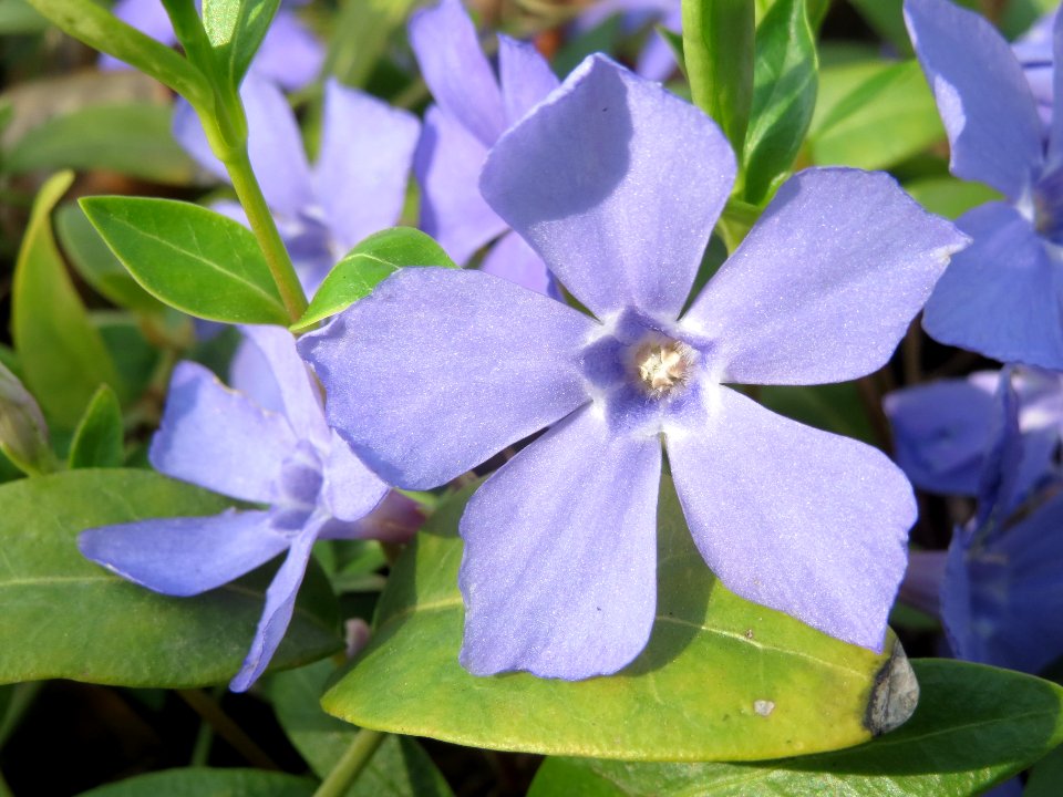 20140316Vinca_minor1