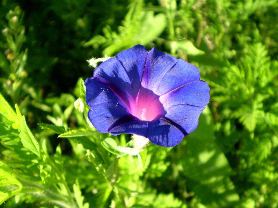Blue flower field bindweed flora