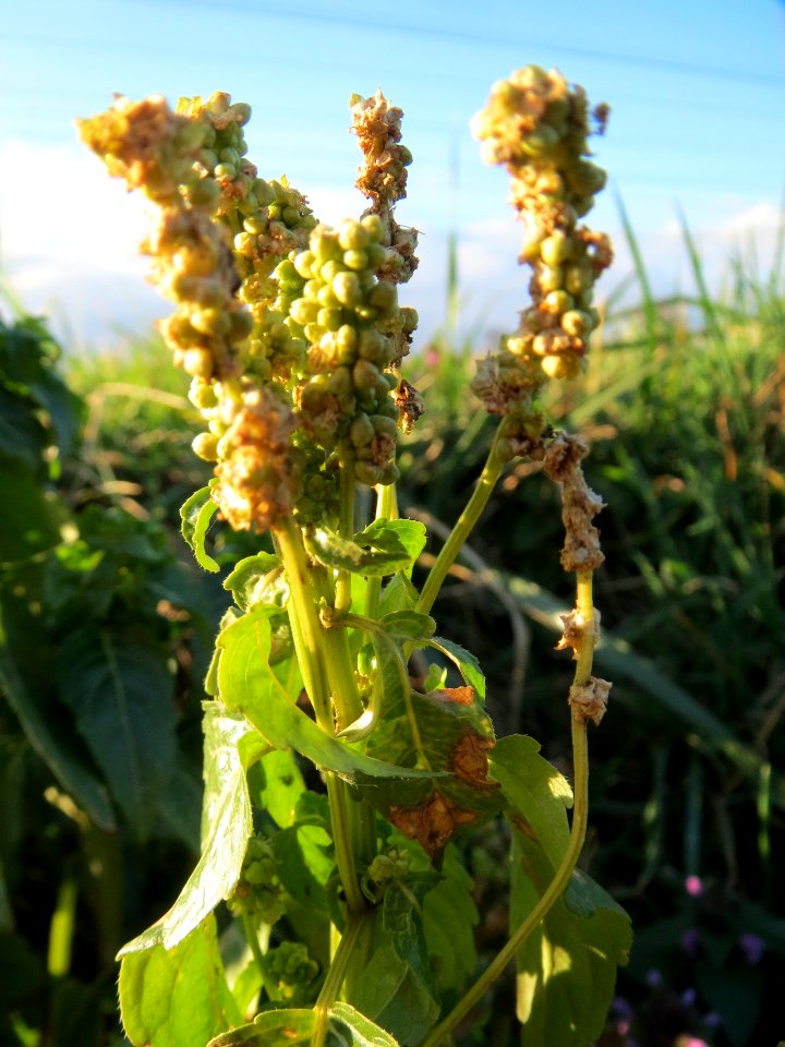 20140302Mercurialis_annua2