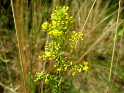 20140625Galium_verum1