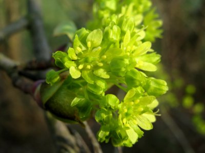 20140317Acer_platanoides6