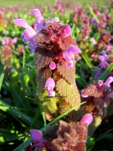 20140302Lamium_purpureum4
