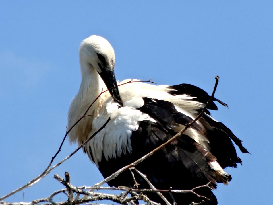 20140626_Ooievaar_Natuurpark_Lelystad