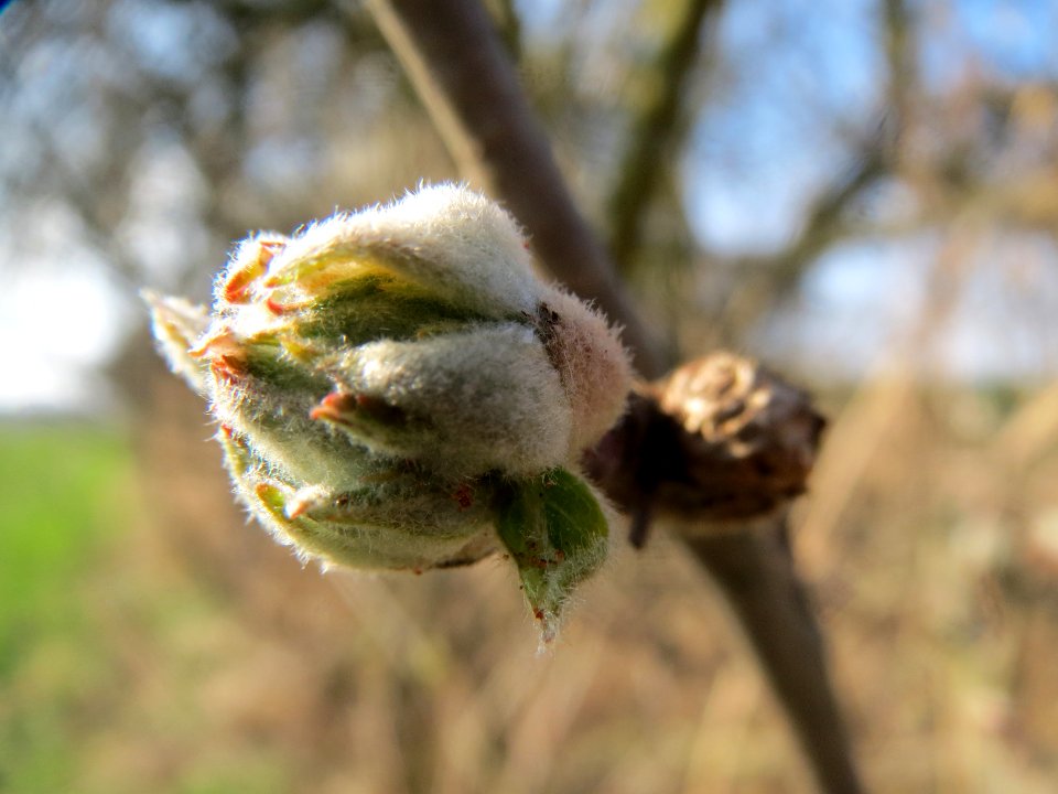 20140317Birne_Hockenheim5