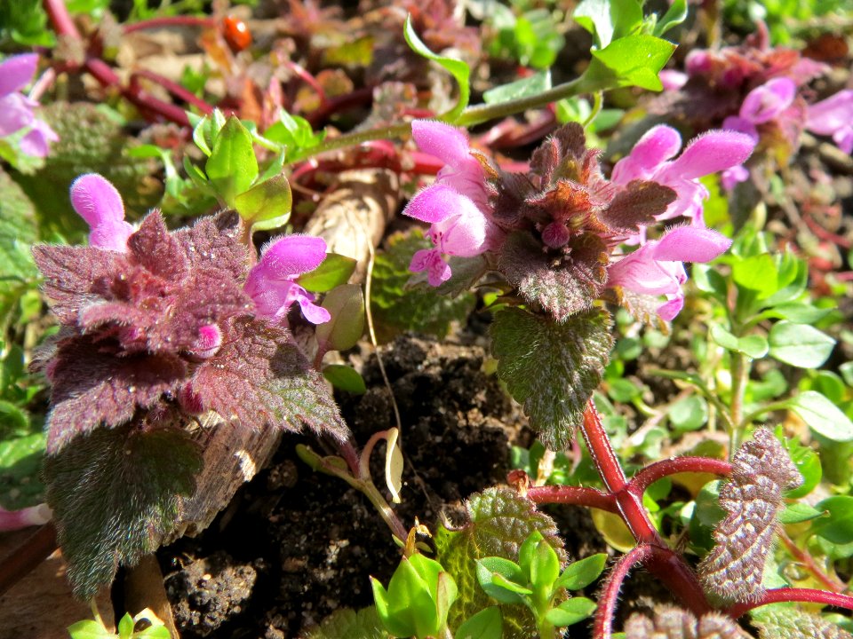20140302Lamium_purpureum_Hockenheim