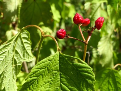 20140625Viburnum_opulus1