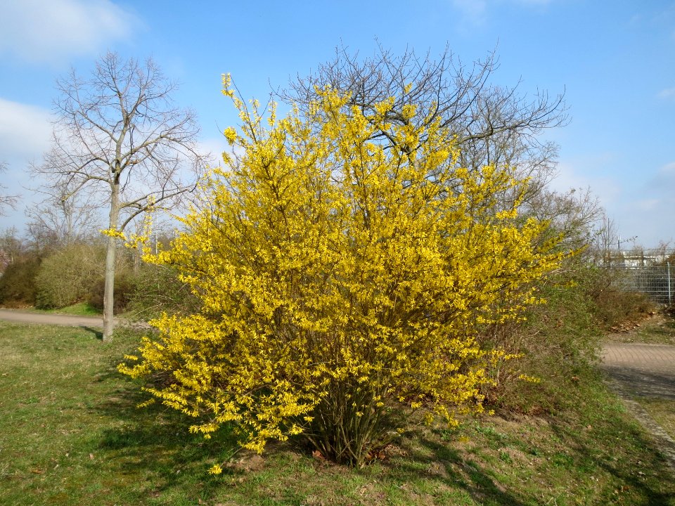20140316Forsythie_Hockenheim1