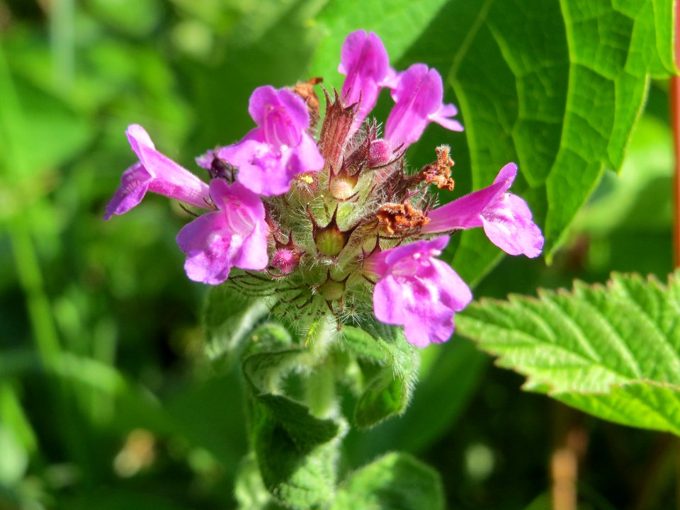 20140625Clinopodium_vulgare4