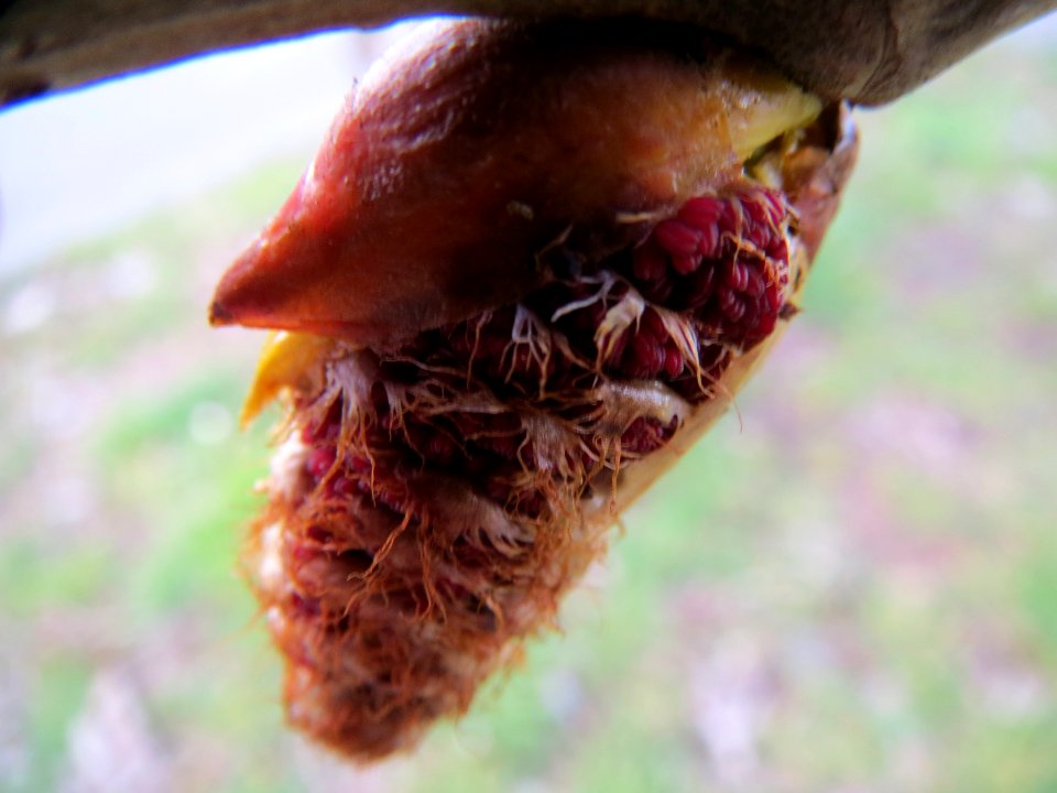 20140304Pappel_Talhaus2