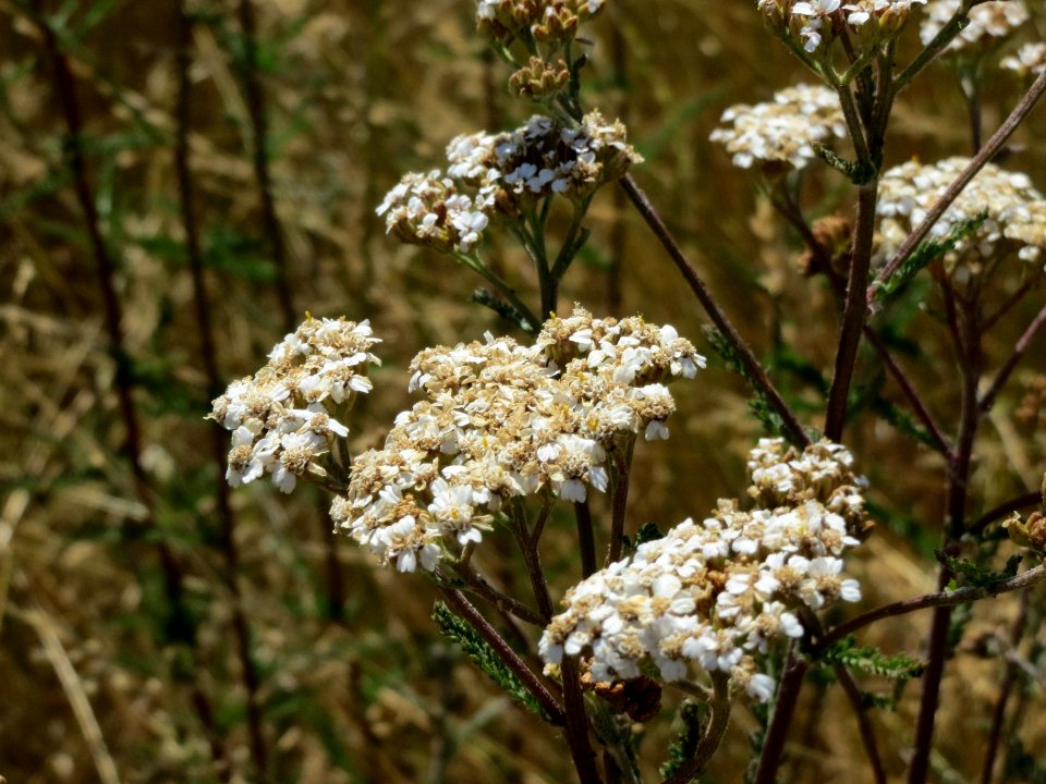 20140626Achillea_millefolium
