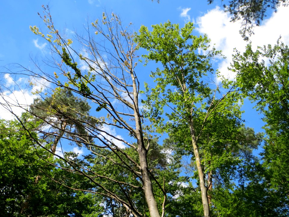 20140625Fagus_sylvatica1