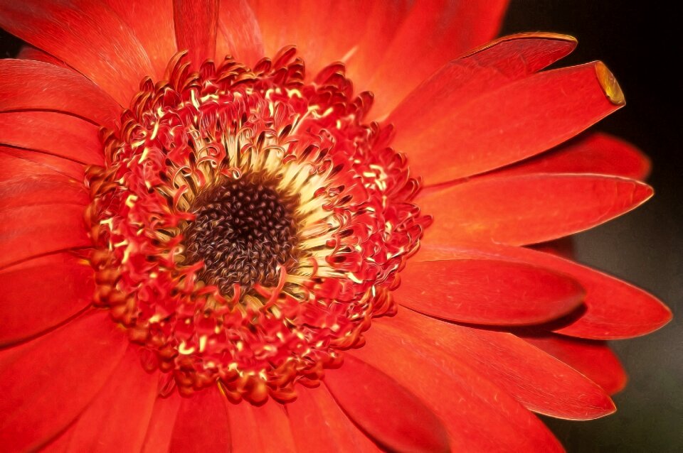 Gerbera crown red flower