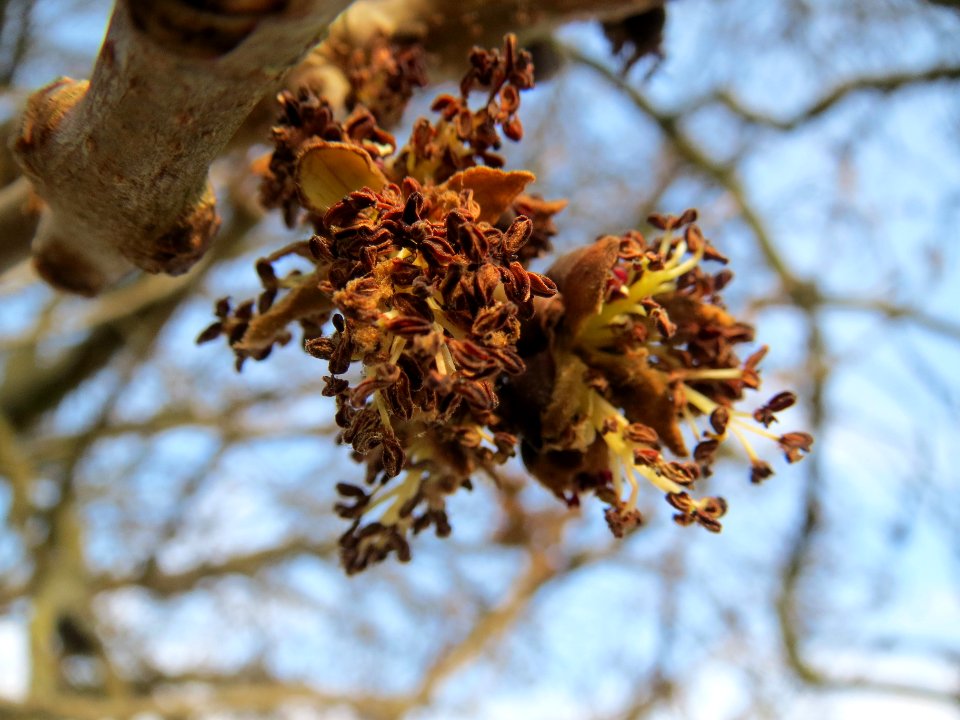 20140304Fraxinus_excelsior4