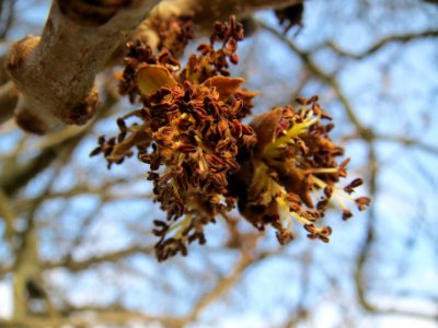 20140304Fraxinus_excelsior4