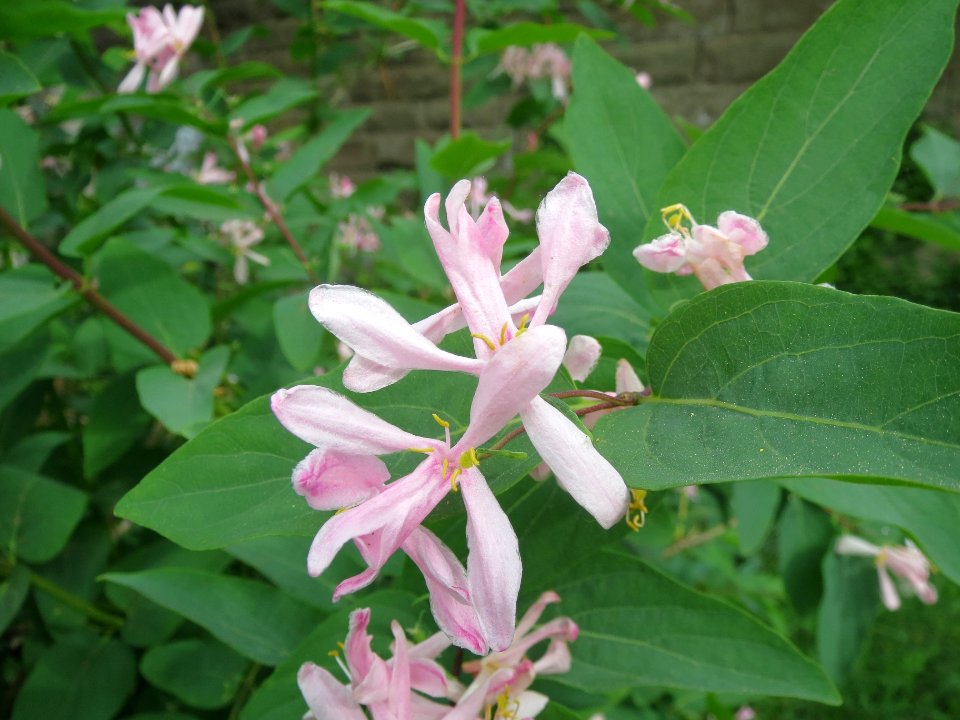 20140414Lonicera_tatarica1