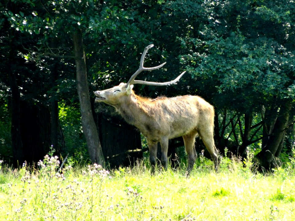 20140626_Pater_Davidshert_Natuurpark_Lelystad