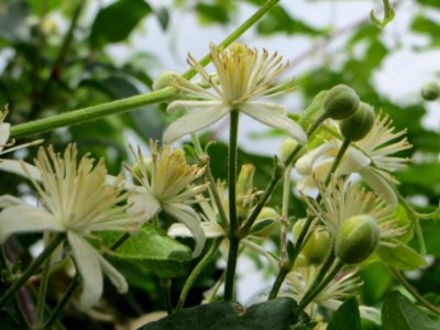 20140625Clematis_vitalba