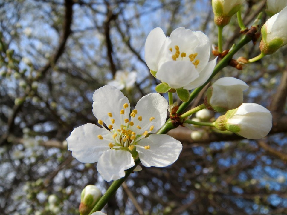 20140303Prunus_spinosa3