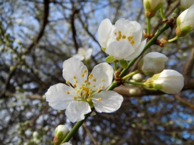 20140303Prunus_spinosa3