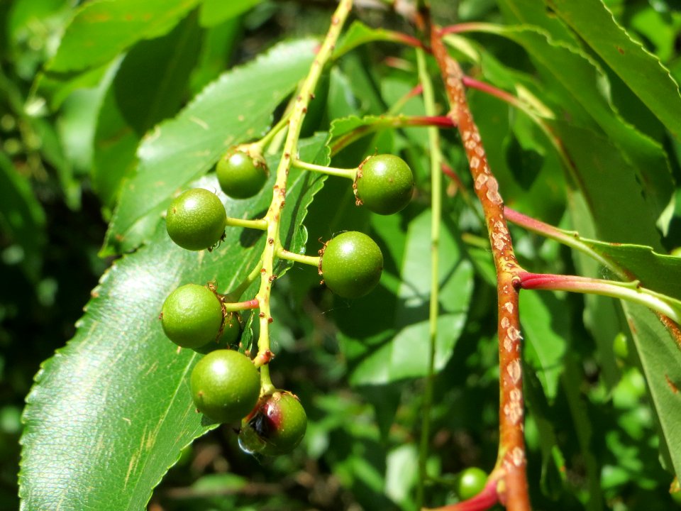 20140625Prunus_serotina1