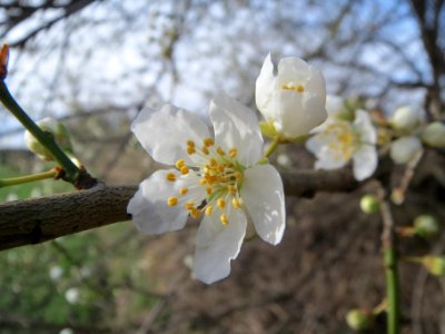 20140303Prunus_spinosa2