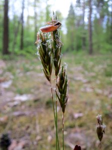 20140418Anthoxanthum_odoratum3
