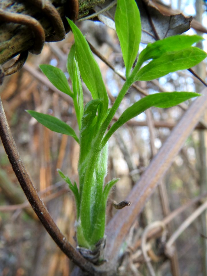 20140316Clematis_vitalba1
