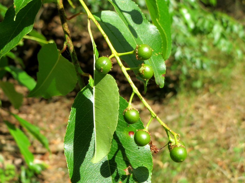 20140625Prunus_serotina2