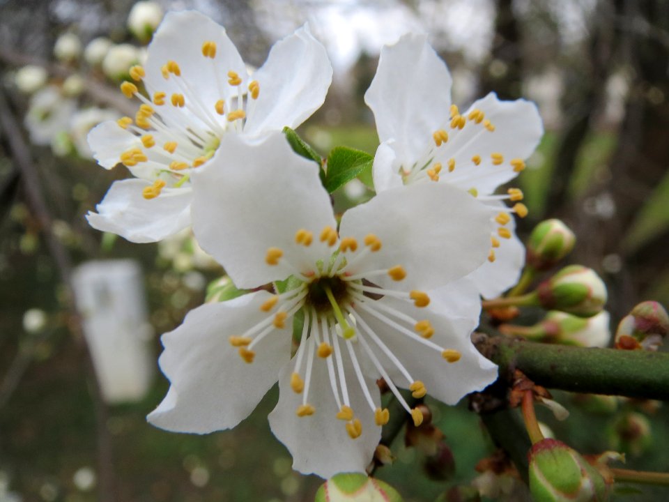 20140303Prunus_cerasifera_Hockenheim2