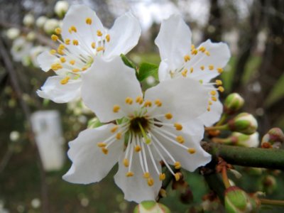 20140303Prunus_cerasifera_Hockenheim2