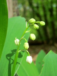 20140418Convallaria_majalis1