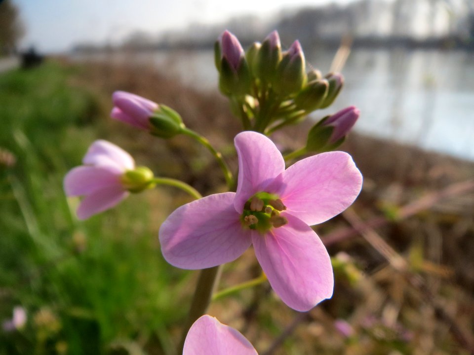 20140316Cardamine_pratensis10
