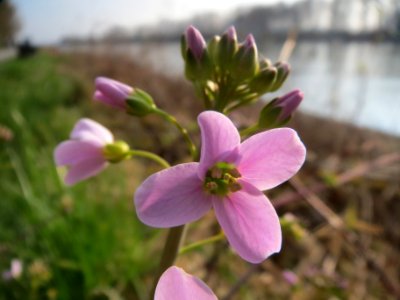 20140316Cardamine_pratensis10