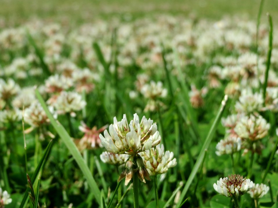 20140625Trifolium_repens3