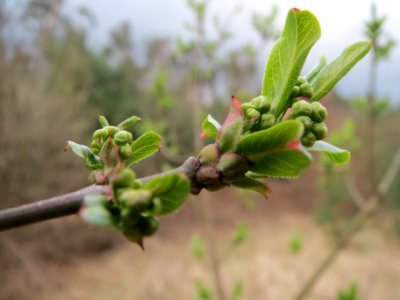 20140324Euonymus_europaeus2