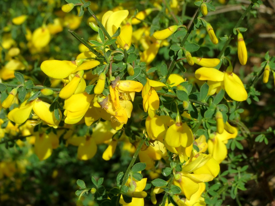 20140418Cytisus_scoparius1