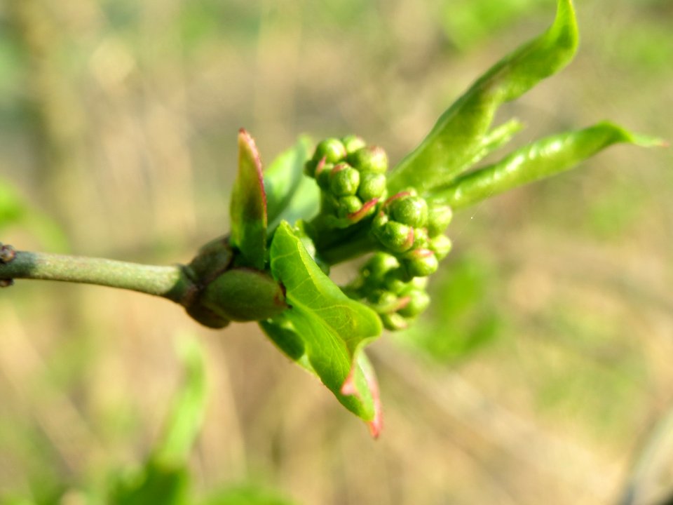 20140317Euonymus_europaeus1