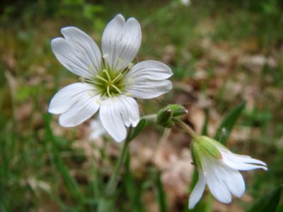 20140418Cerastium_arvense