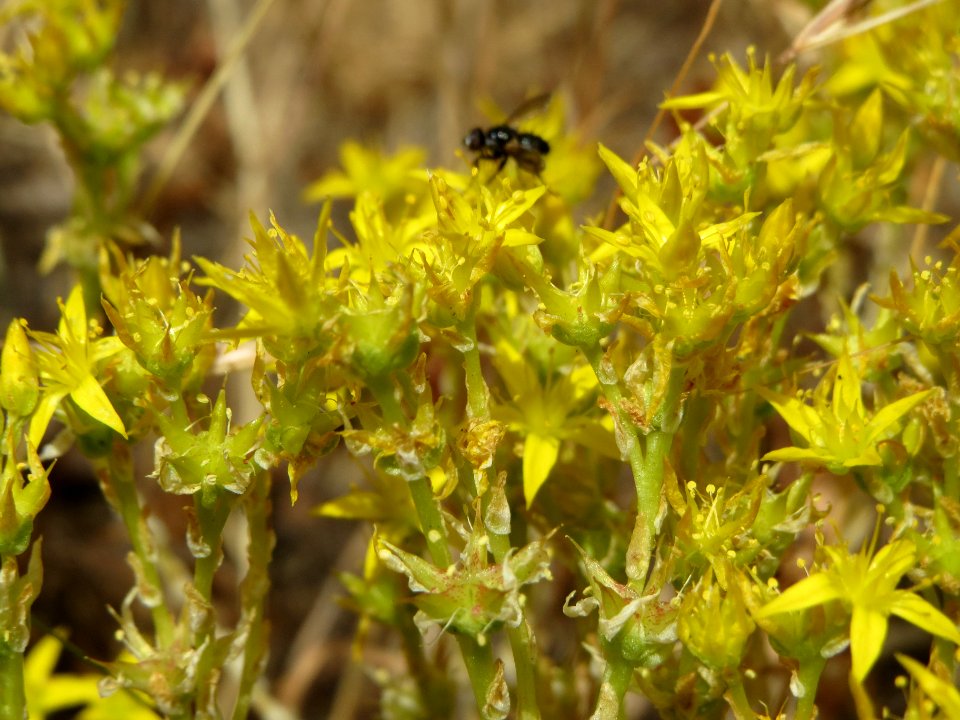 20140625Sedum_acre2