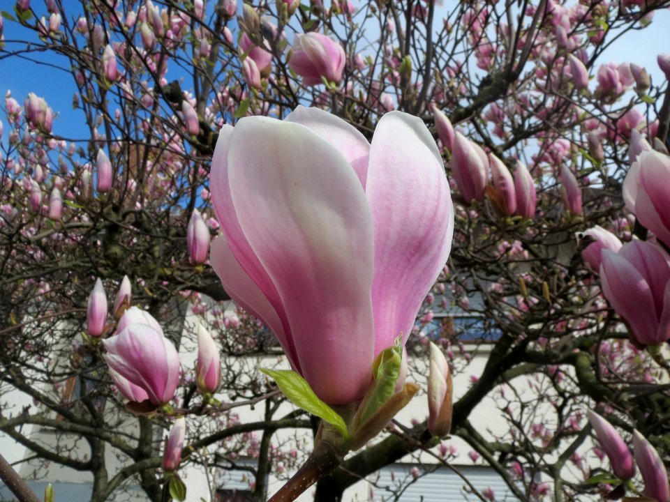 20140316Magnolie_Hockenheim2