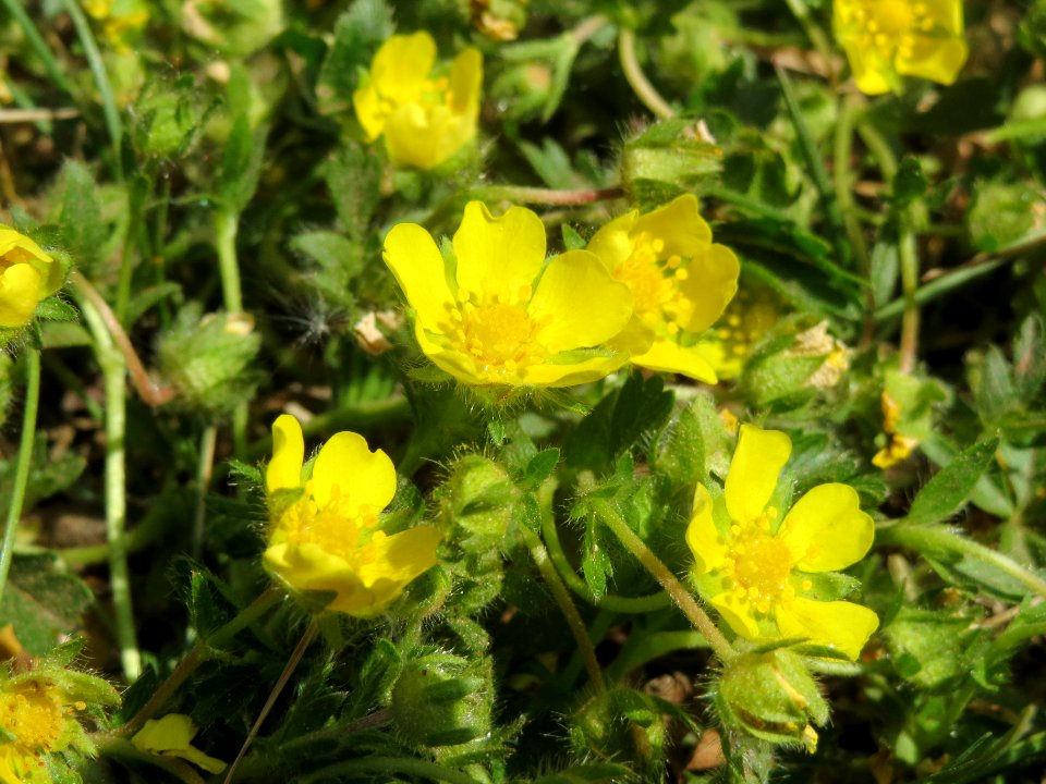 20140416Potentilla_pusilla