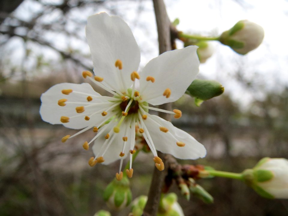 20140303Prunus_cerasifera_Hockenheim1