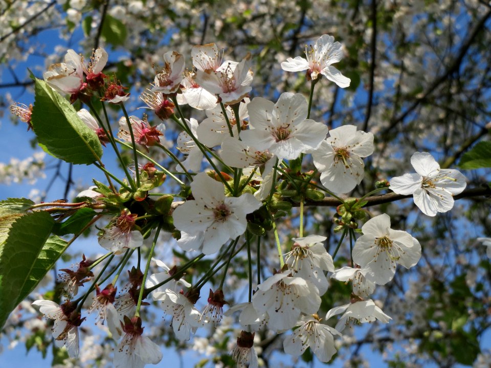 20140417Kirsche_Bruchmuehlbach-Miesau