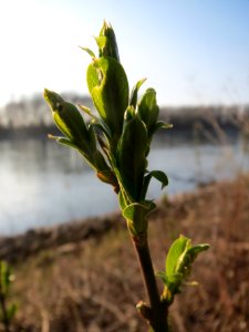 20140316Euonymus_europaeus1