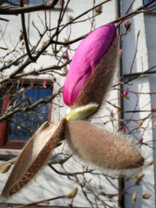 20140303Magnolie_Hockenheim1