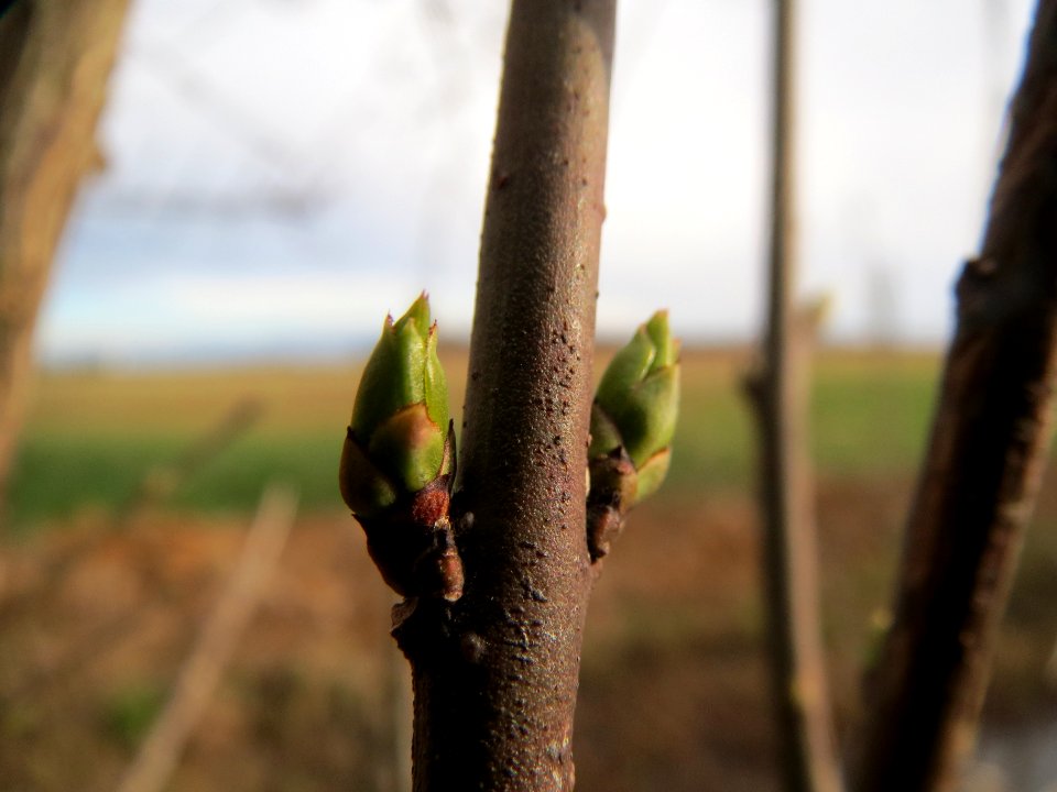 20140303Euonymus_europaeus4