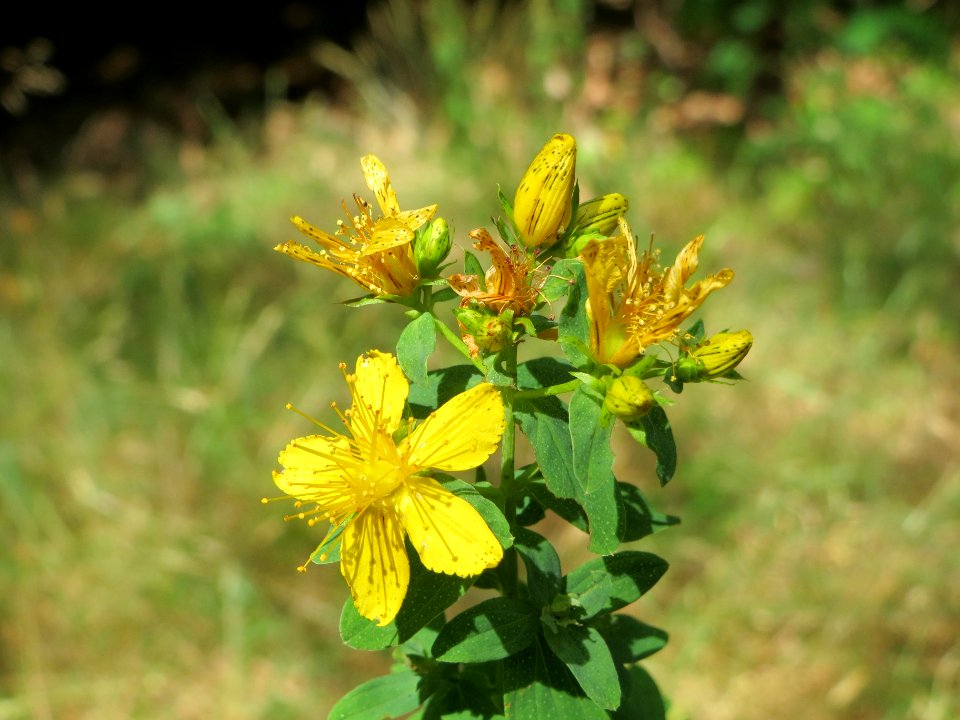 20140625Hypericum_perforatum