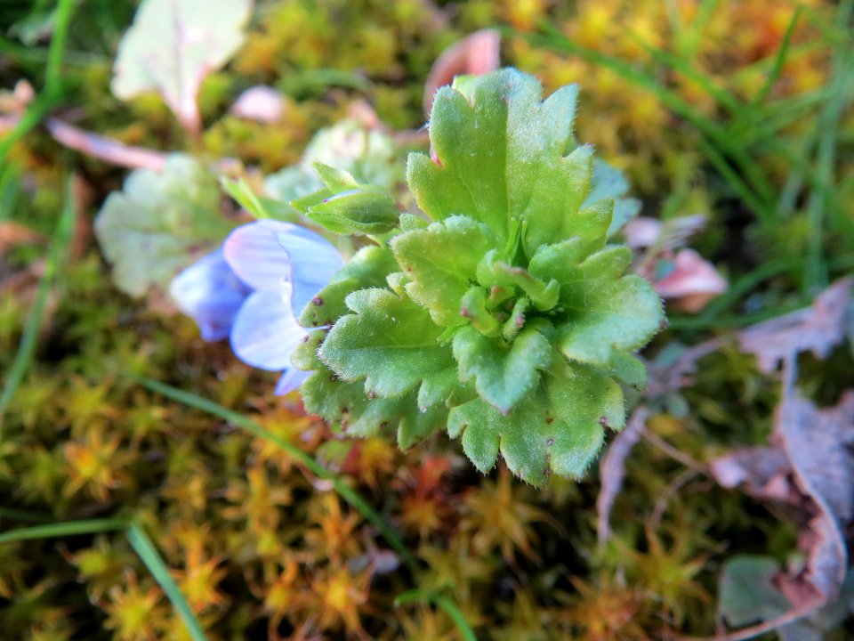 20140303Veronica_persica
