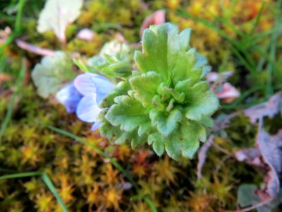 20140303Veronica_persica